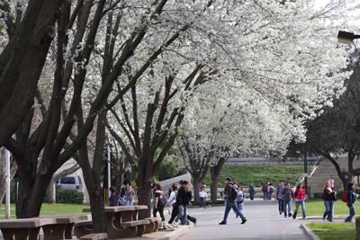 Trees in bloom Trees in bloom