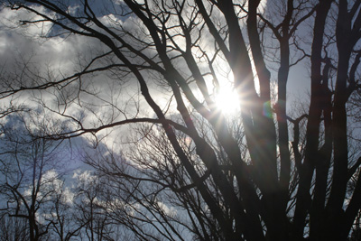 Winter sun shining through leafless tree